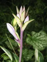 006_600x800.webp