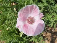 Bilda638.webp