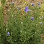 17 Ballonblume.webp