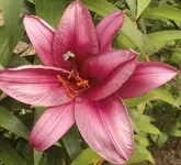 10 Baumlilie.webp