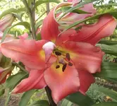 13 Baumlie.webp