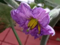 043.webp