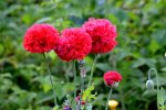 DSC_2392.jpg
