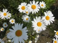 Bilda1473.webp