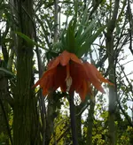 Kaiserkrone.webp