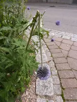 P1190808.webp