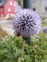 P1190810.webp