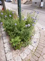 P1190811.webp