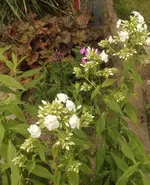 21 Phlox.webp