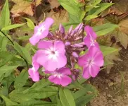 22 Phlox.webp