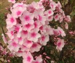 23 Phlox.JPG