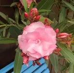 18 Oleander.JPG