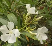 19 Oleander.webp