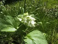 BILD5253.webp