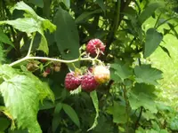 BILD5257.webp