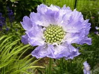 Skabiose_caucasica.webp