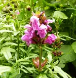 Blüte_Knospe.webp