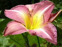 Taglilie.webp