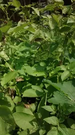 IMG_20160706_142855920.webp