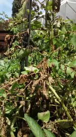 IMG_20160706_142831938.webp