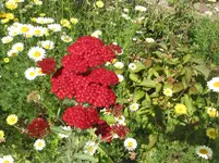 008.webp