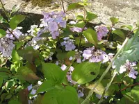 010.webp