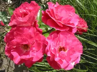 013.webp