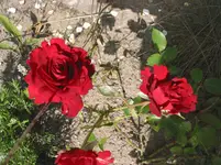 017.webp