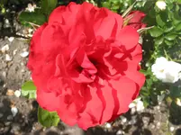 019.webp