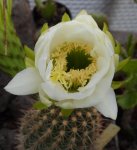 Trichocereus candicans.JPG