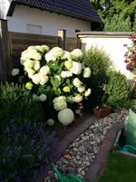 image.webp
