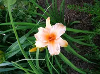 2016-07-06 Danke Elke.webp