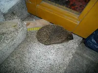 IMGP2989.webp