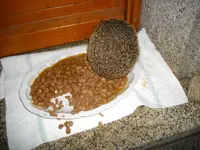 IMGP2986.webp