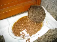 IMGP2987.webp