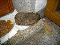 IMGP2988.webp