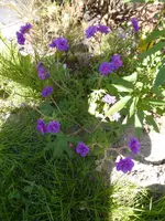 P1200144.webp