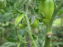 IMG_1220.jpg