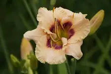 Huckleberry Dandy.webp