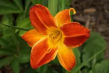 Red Twister (2).webp