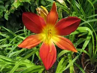 open heart_1024x768.webp