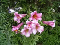 Baumlilie3.webp