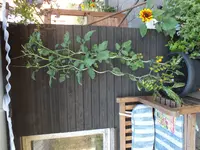 DSCF7536.jpg