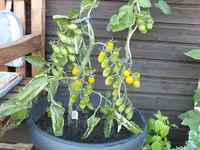 DSCF7535.webp