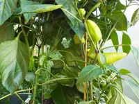 DSCF7529.jpg