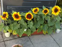 DSCF7530.webp