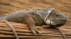 Leguan 160707.webp