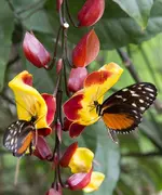 Schmetterling 160707_6.webp