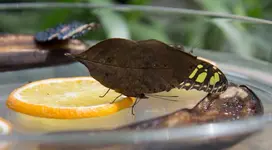 Schmetterling 160707_3.webp