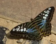 Schmetterling 160707_7.webp